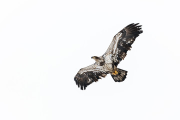 Juvenile Bald Eagle