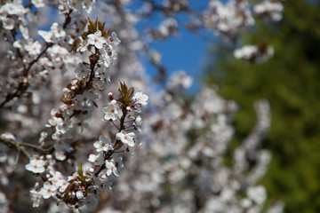 Blossom flowers 