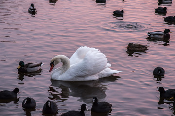 White swan among ducks in purple lake