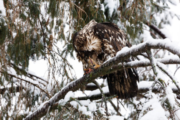 Juvenile Bald Eagle