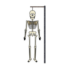 medical skeleton icon over white background. vector illustration