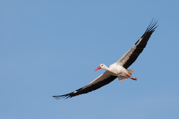 Fliegender Weißstorch (Ciconia ciconia)