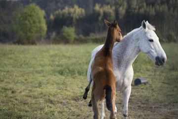 Obraz na płótnie Canvas Foal and mare