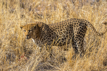 Naklejka premium Leopard in the sun, one of the Big Five in africa