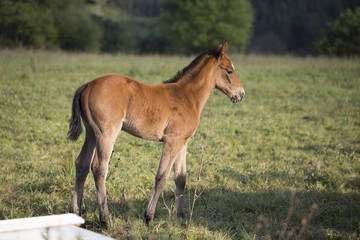 Foal