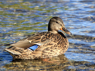 Wild duck in the shallow water of the lake