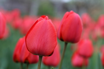 тюльпаны