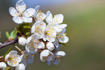 Cherry blossoms