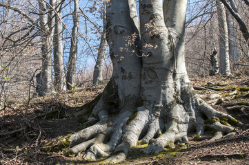 Stem with huge roots of large old beechwood in springtime forest