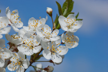 Obraz premium Cherry blossoms