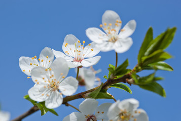 Obraz premium Cherry blossoms