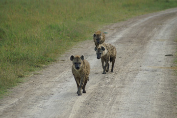 three hyena's on a road