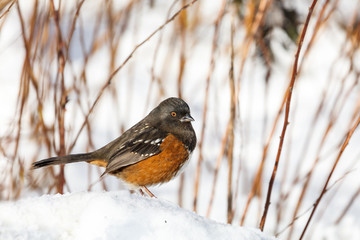Spotted towhee and snow