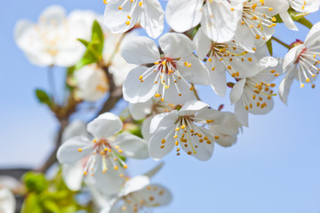 Cherry blossoms