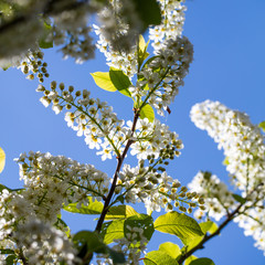 white lilac branches over blue sky in sunny springtime
