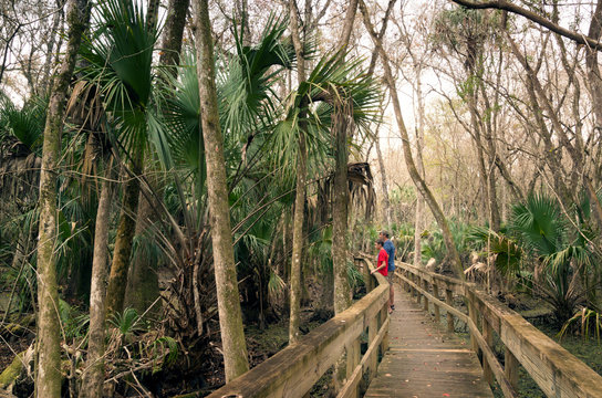  Visitors to the park on a wooden walkway above the swampy terrain. Highlands Hammock, Florida State Parks, USA