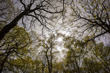 Swithland wood, Leicestershire