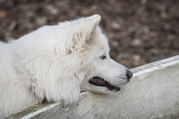 Samoyed family dog with fluffy white fur