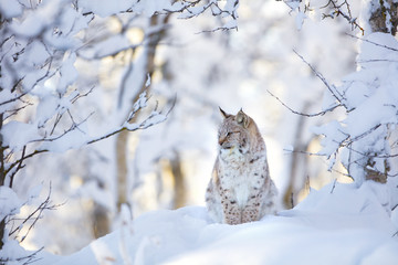 Beautiful lynx cat cub in the cold winter forest