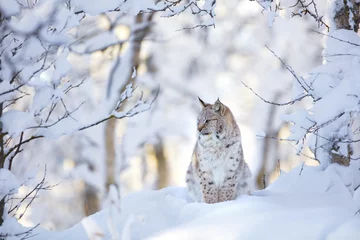 Fototapeten Beautiful lynx cat cub in the cold winter forest © kjekol
