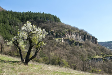Fototapeta premium Flowering plum tree on springtime mountain meadow in clear sunny day