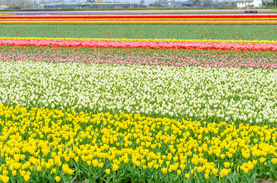 Tulip colorful blossom flowers cultivation field in spring. Keukenhof, Holland or Netherlands, Europe.