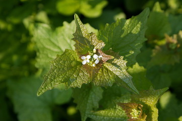 Blühende Knoblauchrauke