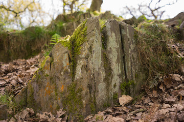 Swithland wood, Leicestershire