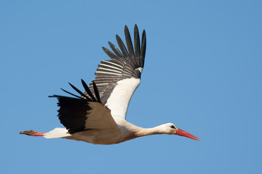 Fliegender Wei&szlig;storch (Ciconia ciconia)