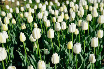 Many white tulips under morning sunlight in the park. Bright sunlight