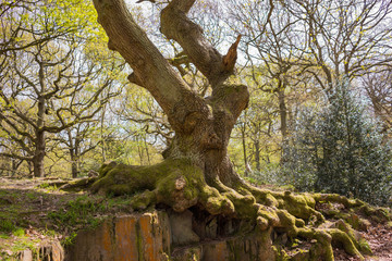 Swithland wood, Leicestershire