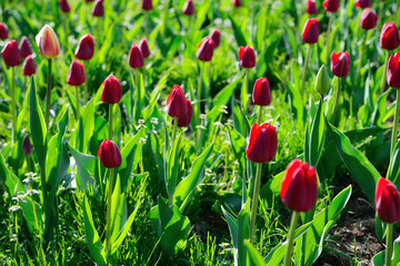 Many red tulips under morning sunlight in the park. Backlight.
