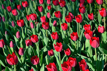 Many red tulips under morning sunlight in the park. Bright sunlight