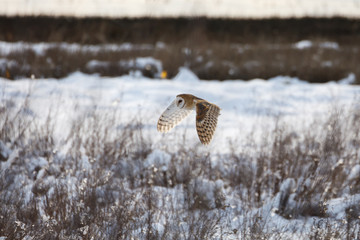 flying barn owl