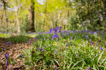 Bluebells Swithland wood, Leicestershire