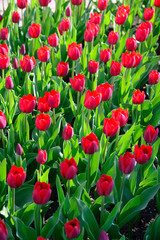 Many red tulips under morning sunlight in the park. Bright sunlight