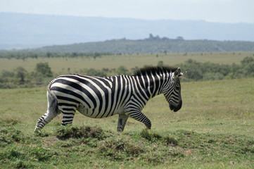 Fototapeta na wymiar zebra walking