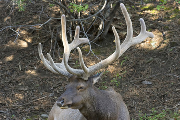 Bull elk resting in forest