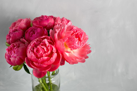 Bouquet of fresh coral peony flowers in glass vase on gray background. Grade of flowers CoralSharm