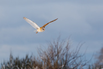 flying barn owl