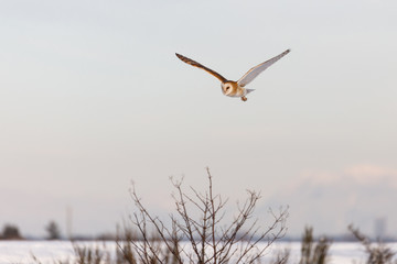 flying barn owl