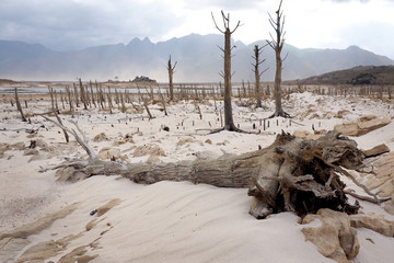 dead trees in a dry dam