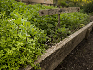 Garden bed with organic peppermint  and a wooden sign.