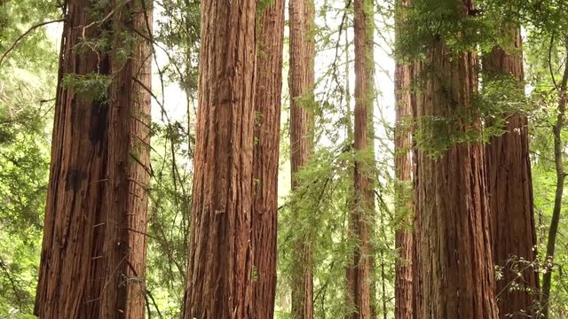 Sequoia redwood trees slow pan up