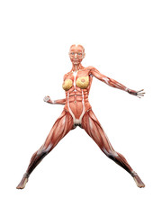 Female muscle anatomy posing 3D Illustration