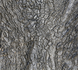 bark. natural background.