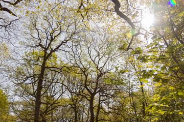 Fototapeta premium Swithland wood, Leicestershire