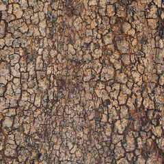 brown bark. may used as background.