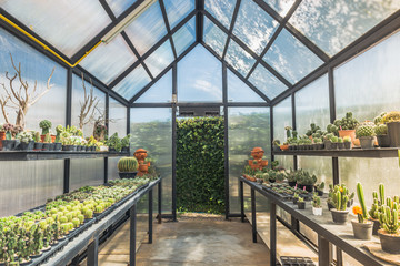 Transparent greenhouse with cactus pots inside