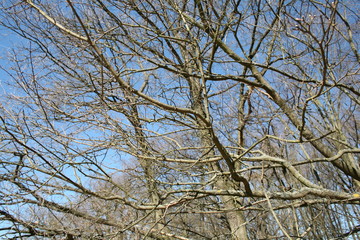 branches
